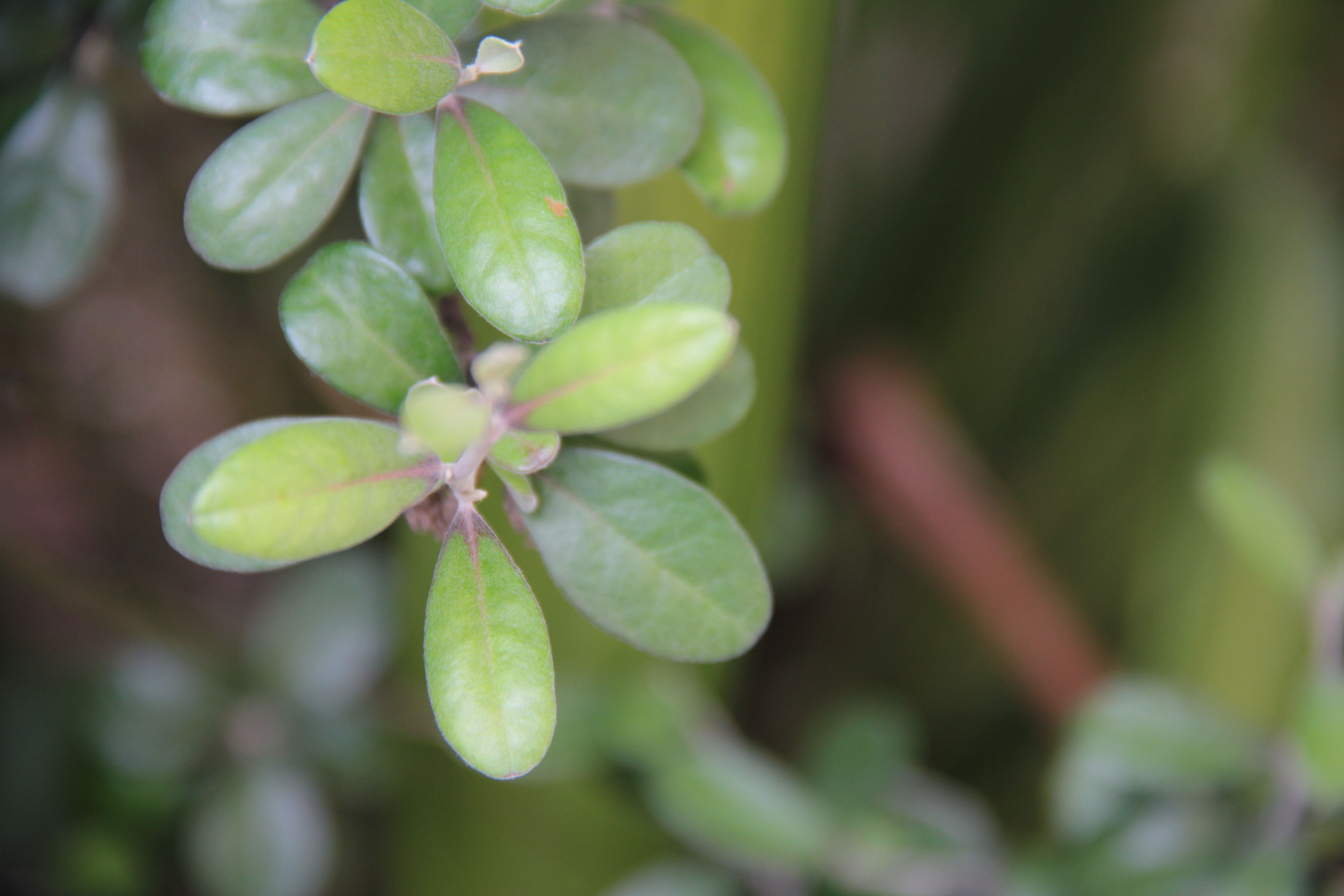 Close up of plant branch